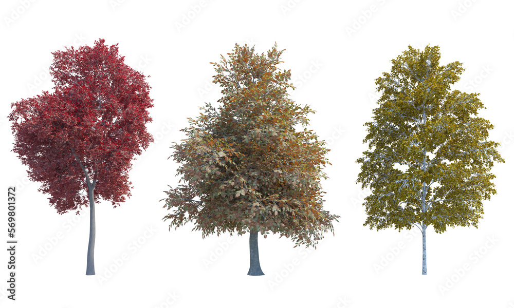 Sticker Palmate Maple European White Birch Mountain Ash autumn tree set alpha channel