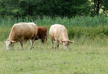 Cows in a pasture.