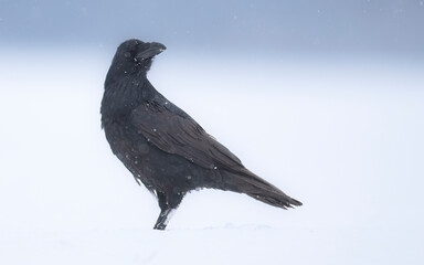 Raven bird ( Corvus corax ) close up