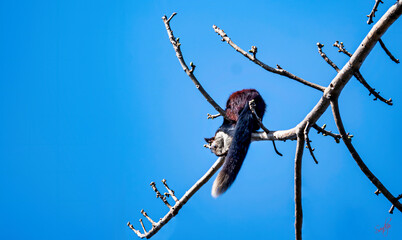The Indian giant squirrel or Malabar giant squirrel is a large multi-coloured tree squirrel species endemic to forests and woodlands in India.