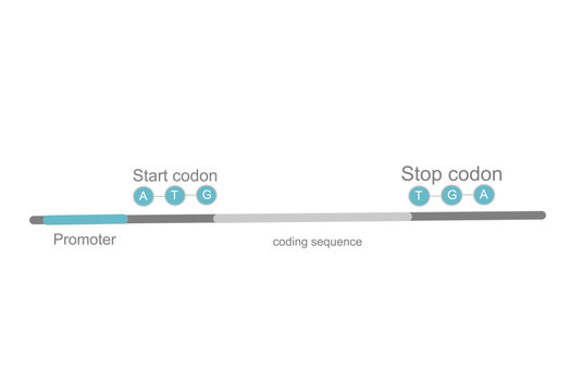 The structural model of important point on DNA stand for mRNA transcription that shows promoter, coding sequence, start and stop codon, respectively.