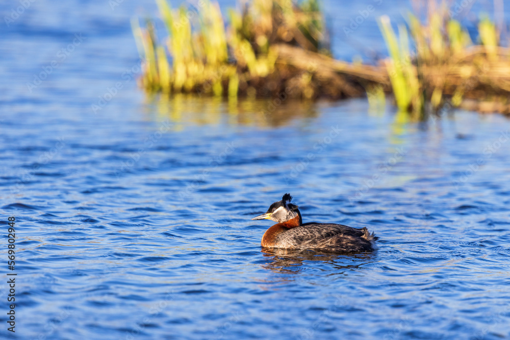 Canvas Prints Red-necked grebe swimming in a lake