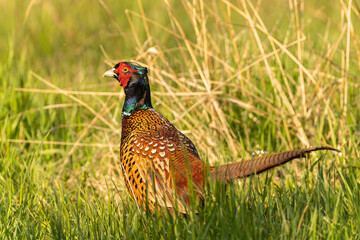 m&auml;nnlicher Fasan (Phasianus colchicus)