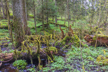Obraz premium Old mossy fallen trees in an old growth forest