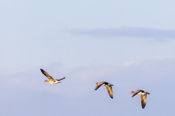 Three White-fronted geese flying in the sky at spring
