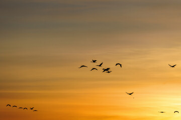 Cranes in the sky at sunset