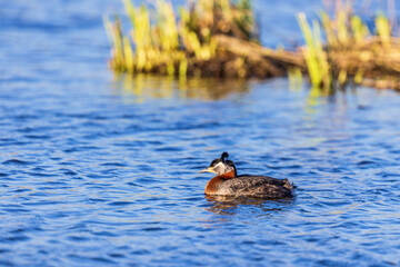 Red-necked grebe swimming in a lake