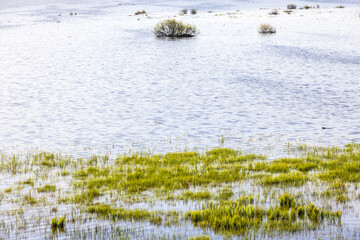 Beach with aquatic plants by a lake