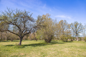 Budding trees on a meadow in spring