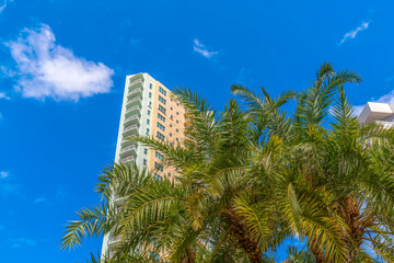 Fototapeta na wymiar Decorative palm trees at the front of two-colored apartment building in Miami, Florida. Views of palm trees' branches outside modern residential buildings from below under the blue sky.