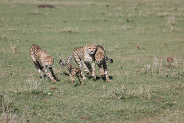 cheetahs in pursuit of a gazelle
