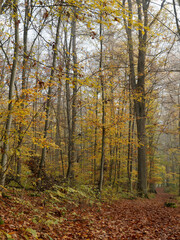Herbstlicher Wald im Nebel