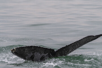 Obraz premium Detailed close-up of a the tail fin of a diving whale. Walvis Bay, Namibia.