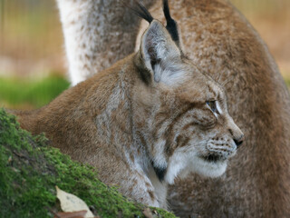 Eurasischer Luchs, Nordluchs, Lynx lynx, Luchs