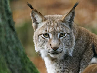 Fotobehang Eurasischer Luchs, Nordluchs, Lynx lynx, Luchs © dina