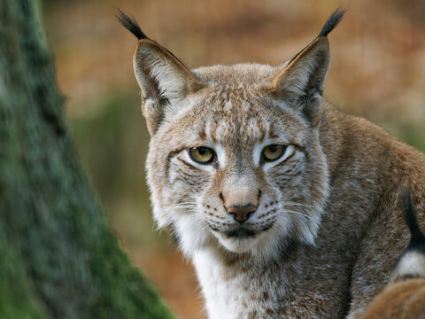 Eurasischer Luchs, Nordluchs, Lynx lynx, Luchs