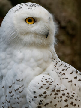 Schnee-Eule, Bubo scandiacus