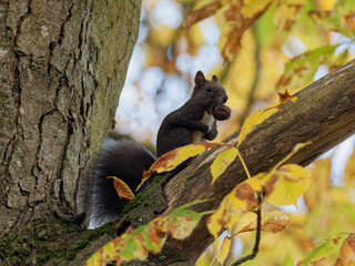 Eurasisches Eichhörnchen, Eichhörnchen, Eichkater, Sciurus vulgaris
