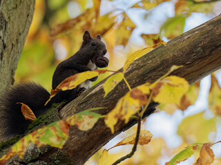 Eurasisches Eichhörnchen, Eichhörnchen, Eichkater, Sciurus vulgaris © dina