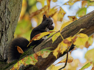 Eurasisches Eichhörnchen, Eichhörnchen, Eichkater, Sciurus vulgaris © dina