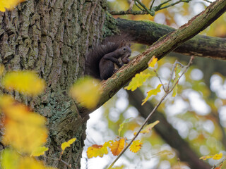 Eurasisches Eichhörnchen, Eichhörnchen, Eichkater, Sciurus vulgaris