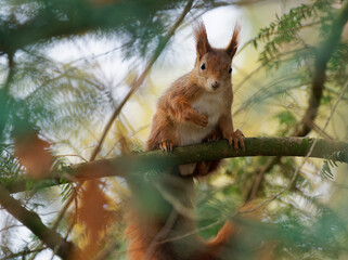 Eurasisches Eichhörnchen, Eichhörnchen, Eichkater, Sciurus vulgaris