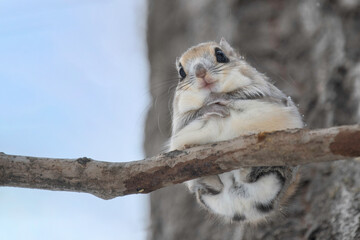 木の枝でたたずむエゾモモンガ