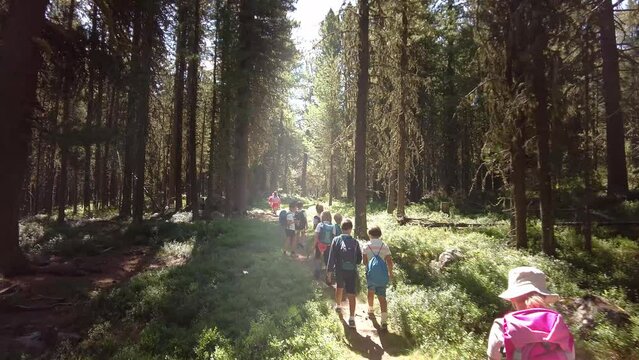 Group of children on an outing in the woods