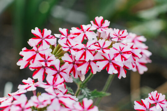 White red verbena flowers bloom in the garden in summer