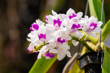 Fototapeta premium Beautiful orchid flower in the garden, close-up Rhynchostylis gigantea orchid, Thailand, soft focus. 