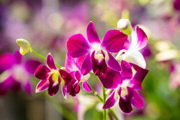 Fototapeta na wymiar Beautiful purple Vanda hookerriana orchid flower in the garden. soft focus.