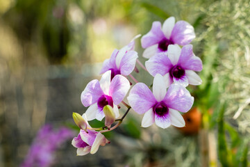 Fototapeta na wymiar Beautiful orchid flower in the garden, close-up Rhynchostylis gigantea orchid, Thailand, soft focus. 