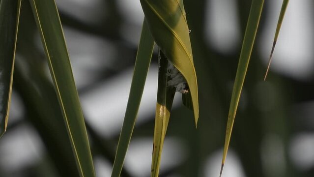 Caterpillar making nest . eating .