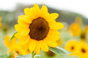 Naklejka premium Yellow flower, Sunflower in the garden, abundance field with blur background.