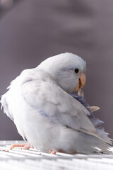Beautiful tiny cute Forpus parrot bird, Exotic pet