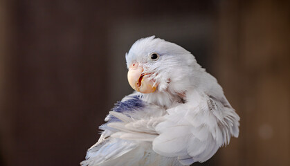 Beautiful tiny cute Forpus parrot bird, Exotic pet
