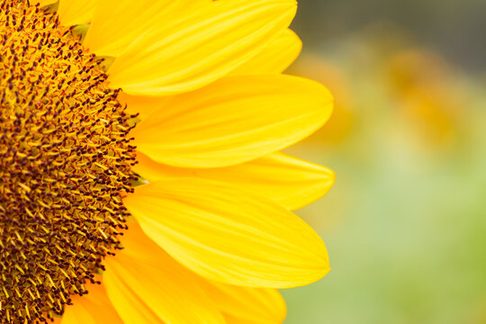 Close up sun flower Beautiful of blooming against blurry sunset golden light