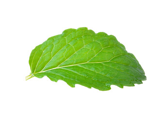 mint leaf on  transparent png