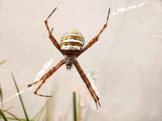 Sydney Australia, Argiope keyserlingi or Argiope aetherea both known as St Andrews cross spider
