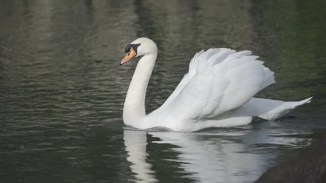 Swans swimming in the lake. Close up footage of white swans swimming in the lake. HLG Bt.2020 ungraded. Slow motion