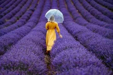 A middle-aged woman in a lavender field walks under an umbrella on a rainy day and enjoys...