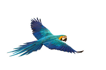 Colorful parrot flying isolated on transparent background png file. High quality instant download parrot png	