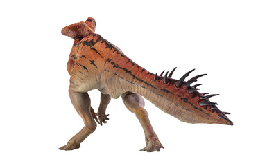 Protoceratops  , dinosaur on  isolated background