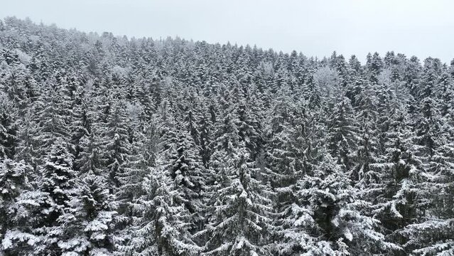 Shooting from a drone of a winter snowy forest with