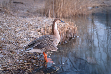 Wild geese perched on the shore with injured and broken wings