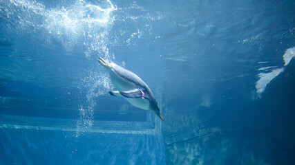 Penguin plunges into the water, swims and dives quickly