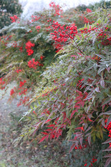 Two Heavenly bamboo bushes with frost on early winter morning Nandina domestica bush on a sunny day in the garden