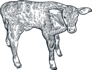 Vintage hand drawn sketch Texas calf