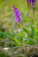 Kleines Knabenkraut, Anacamptis morio, Orchis morio