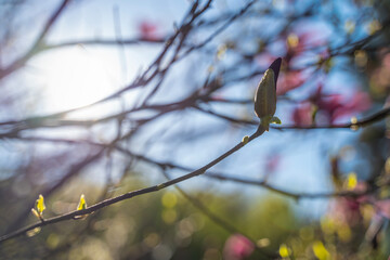 Beautiful blooming camellia magnolia tree with pink flowers in sunlight. spring summer nature